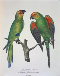 Aratinga Aurifrons（雌雄）、Johann Baptist Von SpixとCarl Friedrich Von Martiusによる「Avium Species Novae Per Brasiliam」の表XVI。