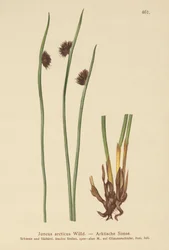 北極ラッシュ（Juncus arcticus）