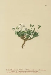 北極ドラバ（Draba Fladnitzensis、Draba altaica、Draba Wahlenbergi）