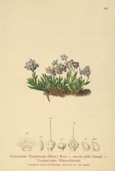 北極のワスレナグサ（Eritrichium nanum、Eritrichium Terglouense）