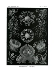 子嚢菌、1899-1904