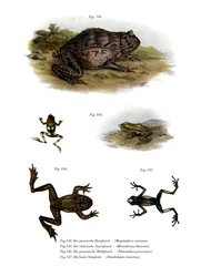 アジアのツノガエル（カラーリトグラフ
