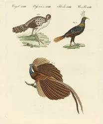 アジアの鳥（彩色済み彫刻