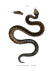 Asp Viper（カラーリトグラフ