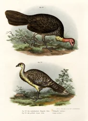 オーストラリアのブラシ-トルコ、1864