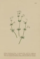 オーストリアのBedstraw（GaliumオーストリアRubiaフォレスト（par。Greenhorn）、Rubia change）