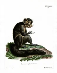 Aye-Aye（カラーの刻印