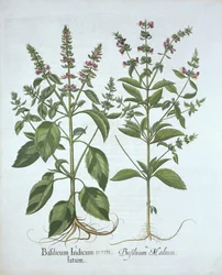 Hortus Eystettensisからのバジル、バジルベスラー（1561-1629）、パブ。 1613（手塗りの彫刻）