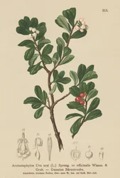 クマコケモモ（Arctostaphylos Uva ursi、Arctostaphylos officinalis）