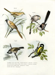 ひげを生やしたオウムガイ、1864