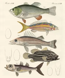 美しい魚（彩色済みの彫刻