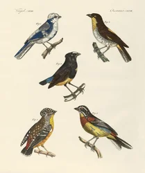 美しい外国の鳥たち（彩色されたエングレービング