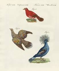 美しい外国の鳩