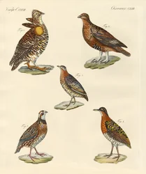 美しいヘンな鳥（彩色済み彫刻