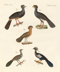 美しい新しい鳥たち（カラーの刻印