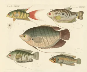 美しい新魚種（彩色彫刻