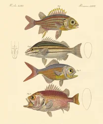美しいシーバスのような魚（彩色済み彫刻
