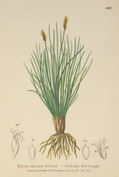Bellardis bog sedge（Kobresia myosuroides、Elyna myosuroides、Kobresia bellardii、Elyna bellardii、Elyna scirpina、Elyna spicata）