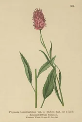 ベトニーの葉のランピオン（Phyteuma betonicaefolium）