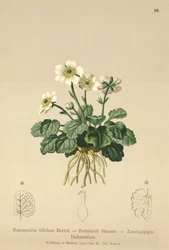 キンポウゲ（Ranunculus bilobus、Ranunculus Bertolonii）
