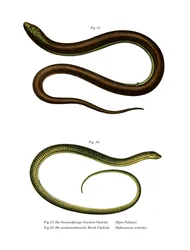 Bipes Pallasii（カラーリトグラフ
