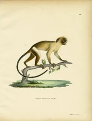 黒尾マーモセット