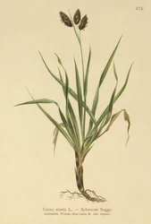 ブラックアルパインセッジ（Carex atrata）