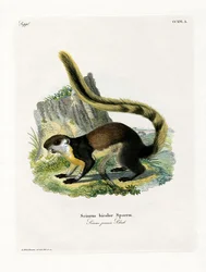 ブラック・ジャイアント・リス（彩色彫刻