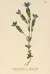 膀胱ゲンチアナ（Gentiana utriculosa）