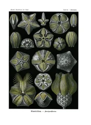 Blastoidea、1899-1904