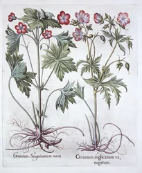 血のクレインズビルとビッグルートクレインズビル、Hortus Eystettensis、バジルベスラー（1561-1629）、パブ。 1613（手塗りの彫刻）