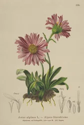 ブルーアルパインデイジー（Aster alpinus）