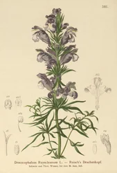 ブルードラゴン（Dracocephalum Ruyschianum）