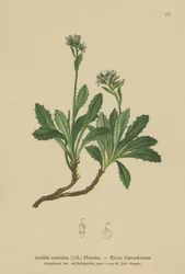 ブルーウォールクレス（Arabis caerulea、Arabis coerulea）