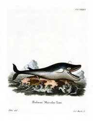シロナガスクジラ（彩色済み彫刻