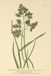 ブルーグラス（Poa distichophylla、Poa Cenisia、Poa contracta、Poa fontqueri、Poa oreophila、Poa psychrophila）