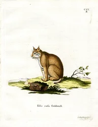 ヤマネコ（彩色された彫刻