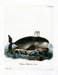 ホッキョククジラ（彩色済み彫刻