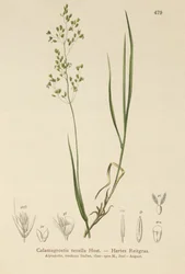 ブラウンベント（Agrostis schraderiana、Agrostis agrostiflora、Agrostis stricta、Agrostis vinealis、Calamagrostis tenella）