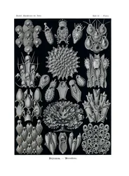 ブリオゾア、1899-1904