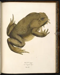 Bufo auga、サトウヒキガエルまたは巨大な海洋ヒキガエル、「Animalia nova...」より Johann Baptist von Spix、ミュンヘン