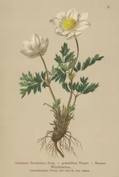 Bursers Anemone（Anemone Burseriana、Anemone grandiflora）