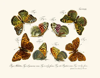蝶、1783-1806