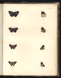 バタフライ、Pl。XXIV、大西洋、新大陸の内部、南海で行われた動物学と比較解剖学の大要の図解