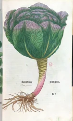キャベツ、植物プレート