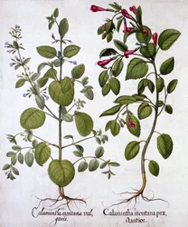 カラタス、Hortus Eystettensis、Basil Besler（1561-1629）、パブ。 1613（手塗りの彫刻）