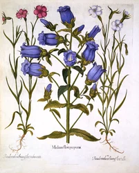 カンタベリー・ベルとムギナデシコ、バジル・ベスラー（1561-1629）作『Hortus Eystettensis』より、1613年刊