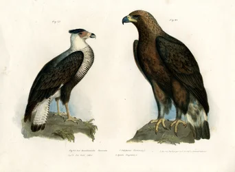 カラカラ、1864