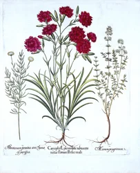 カーネーション、キャットタイム、一般的なラベンダーコットン、Hortus Eystettensis作、Basil Besler（1561-1629）、パブ。 1613（手塗りの彫刻）