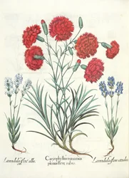 カーネーションとラベンダー：1.Caryophyllus最大の満開の赤。 2.Lavandula白い花; 3.Lavandulaは、バジルベスラー（1561-1629）のEystettensisのパブで咲きます。 1613